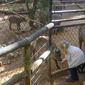 Feeding the Tahr