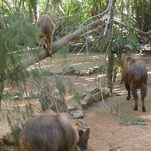 Tahr with enrichment brouse
