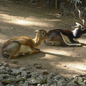 Blackbuck
