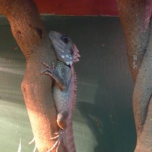 Boyds Forrest Dragon