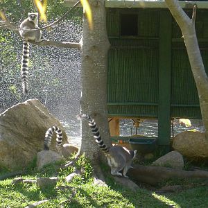 Ring Tailed Lemurs
