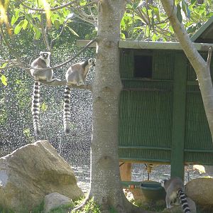 Ring Tailed Lemurs
