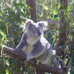 Koala