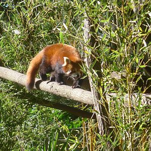 Red Panda