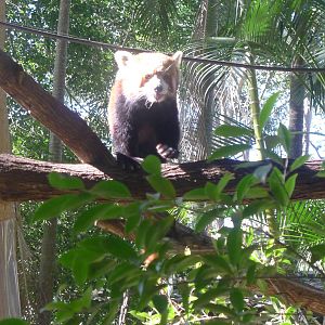 Red Panda