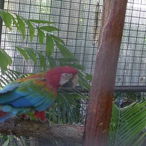 X bred Macaw