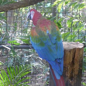 Macaw