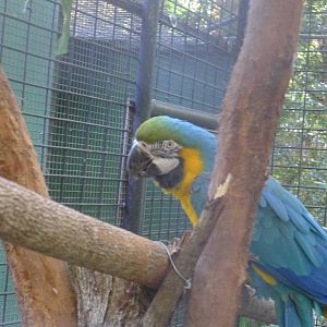 Blue and Gold Macaw