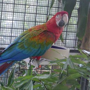 Macaw