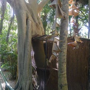 avairy enclosure for Spotted Quoll - with a tree!
