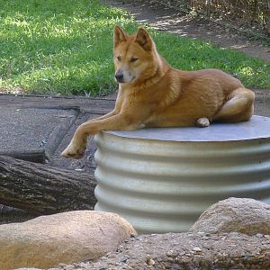 Dingo on his throne