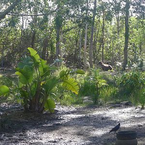 Tapir and Rhea enclosure
