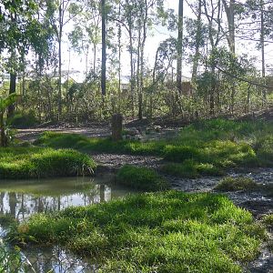 Tapir and Rhea enclosure