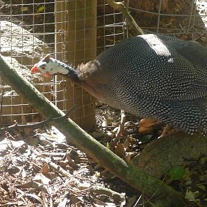 Guinea Fowl