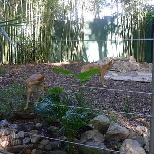 Dingos in the old Sun Bear yard