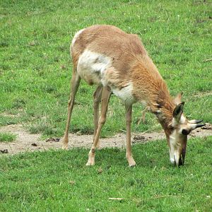 Pronghorn