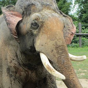 Hank - Asian Elephant