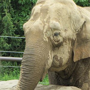 Connie - Asian Elephant