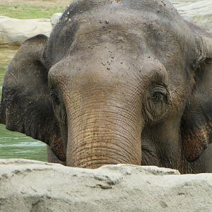 Phoebe - Asian Elephant
