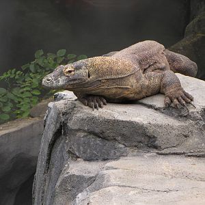 Komodo Dragon