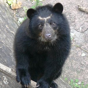 Bahia, Durrell, Tierpark, Andean bear,