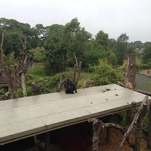 Kahilli and Indi atop Badongo's 'man cave'