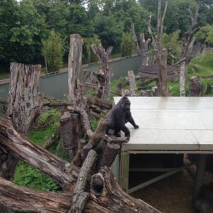 Gorilla shelter