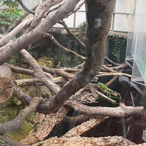 Iguana exhibit at Tropical World, 30/06/13