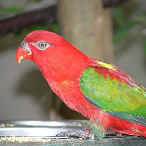 Yellow Backed Chattering Lory at Tropical World, 30/06/13