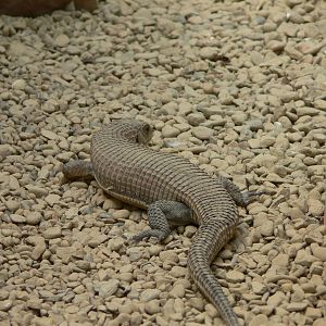 Sudan Plated Lizard at Tropical World, 30/06/13