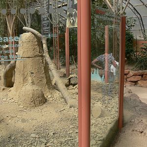 Meerkat exhibit at Tropical World, 30/06/13