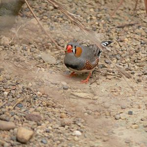 Zebra Finch at Tropical World, 30/06/13
