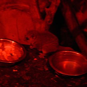 Sugar Glider at Tropical World, 30/06/13