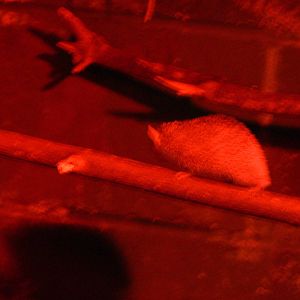 Lesser Hedgehog Tenrec at Tropical World, 30/06/13