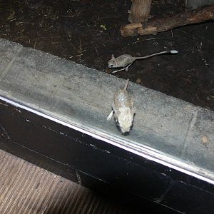Egyptian Jerboas at Tropical World, 30/06/13