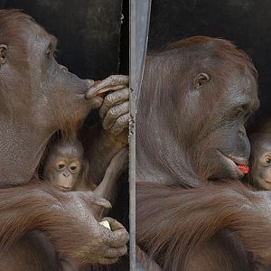 Mali and daughter doubled
