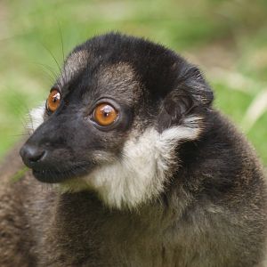 White-collared brown lemur