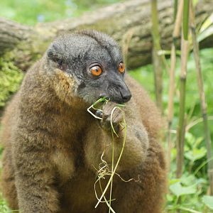 White-collared brown lemur