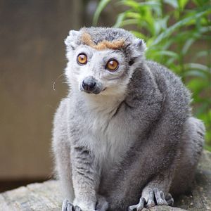Crowned lemur