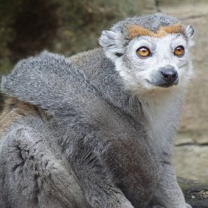 Crowned lemur