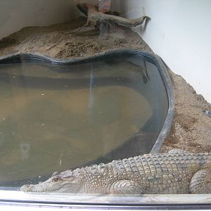philippine Croc exhibit in World of Discovery