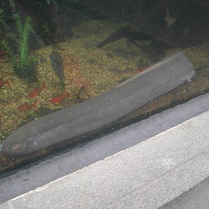 South American Lungfish