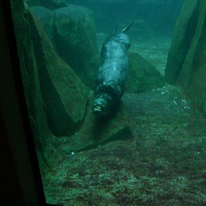 Male Northern Sea Otter