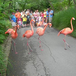flamingo walk
