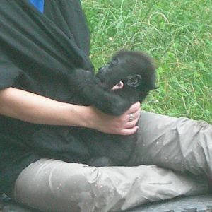 Baby Gorilla with its human mother