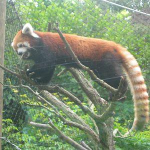 Red Panda up in a tree