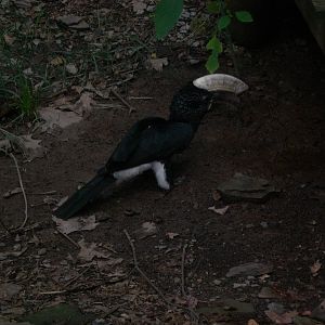 Silvery Cheeked Hornbill
