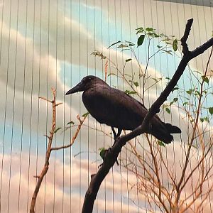 Jul. 2013 - Wings of the World - Hammerkop