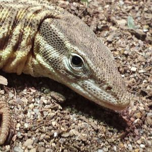 Jul. 2013 - Dragons! - Ackies Dwarf Monitor