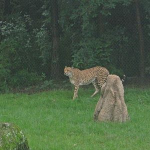 Jul. 2013 - Africa - African Cheetah